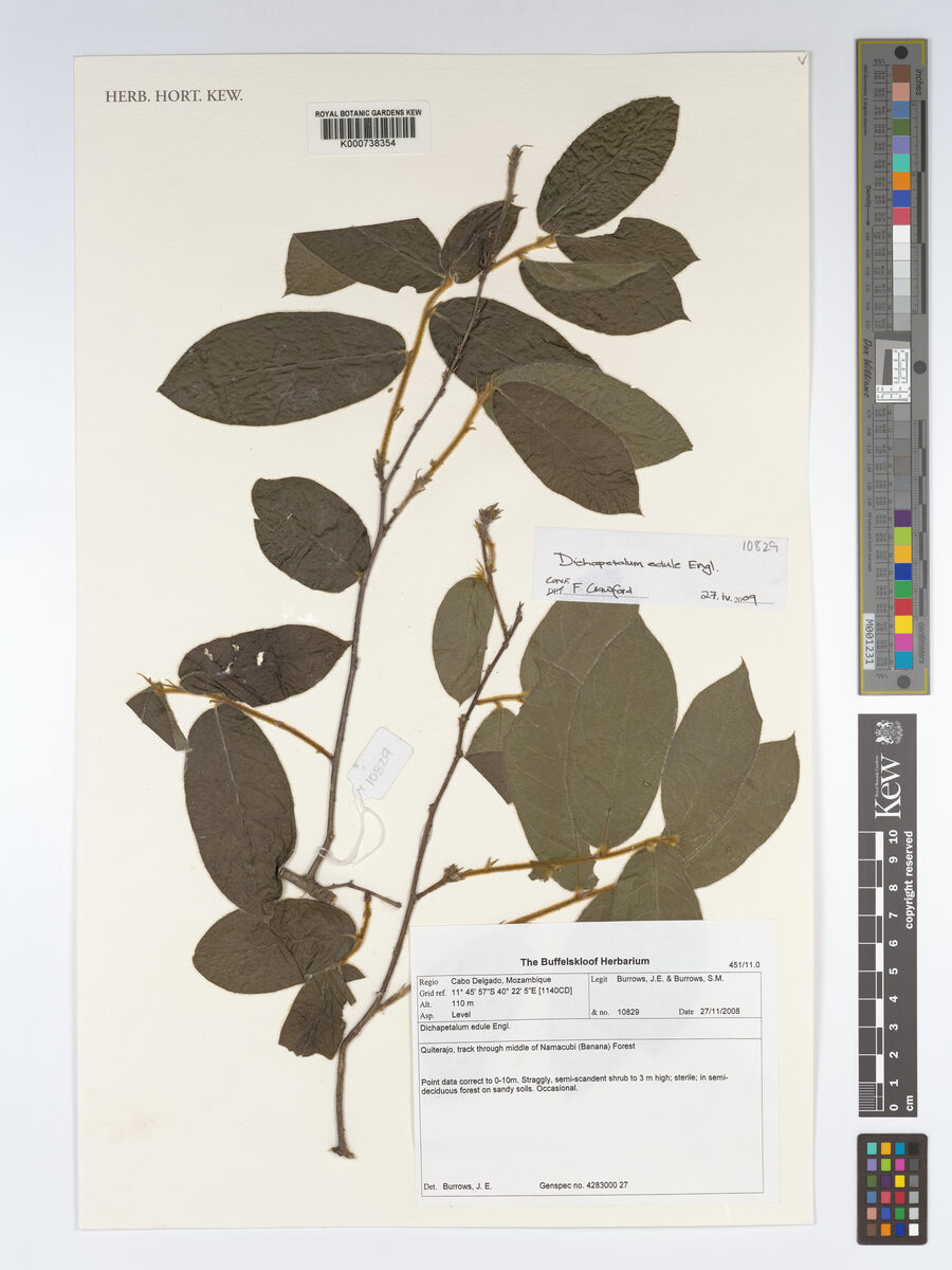 Dichapetalum edule — photo