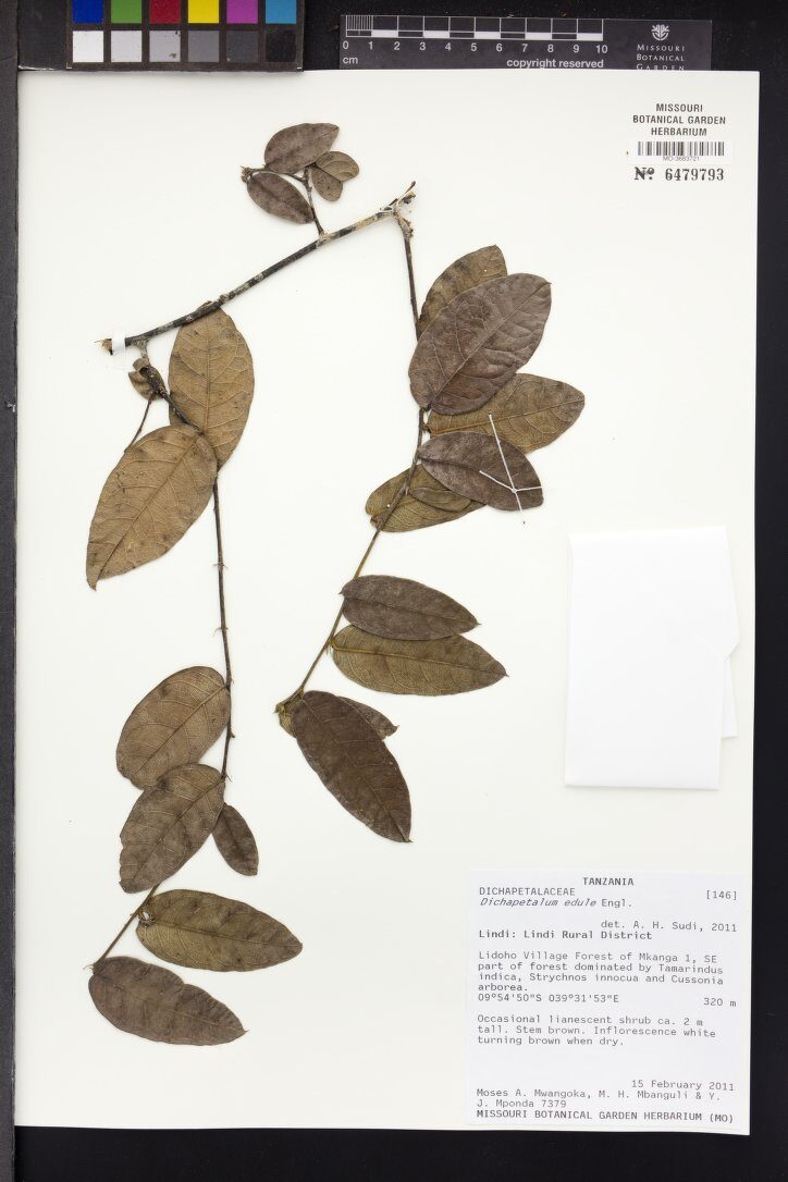 Dichapetalaceae