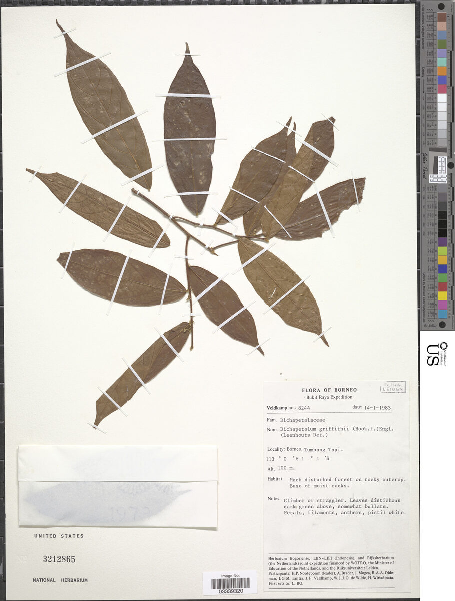 Dichapetalum griffithii — photo