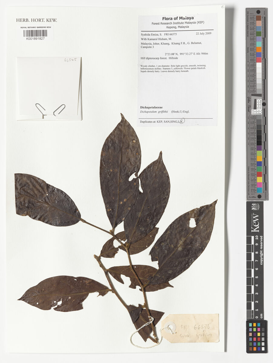 Dichapetalum griffithii
