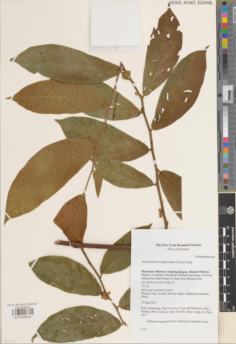 Dichapetalum longipetalum — photo
