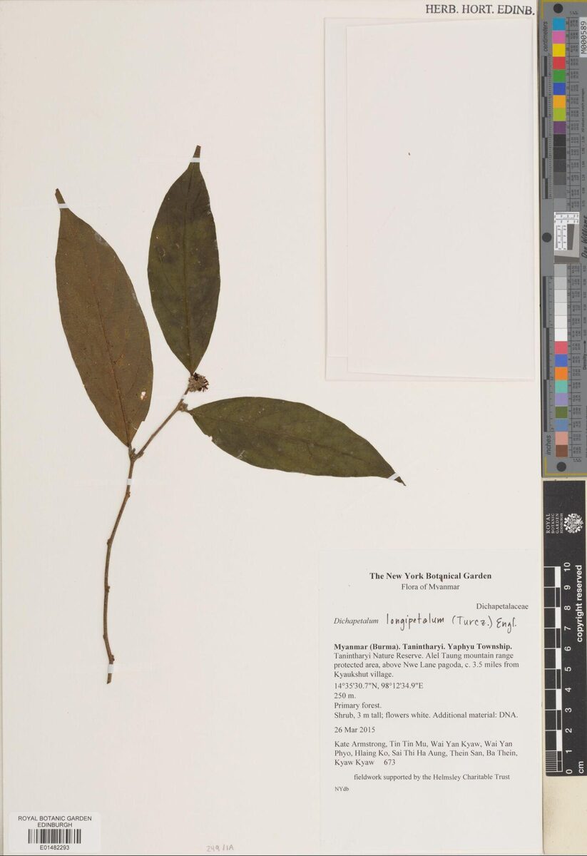 Dichapetalum longipetalum — photo