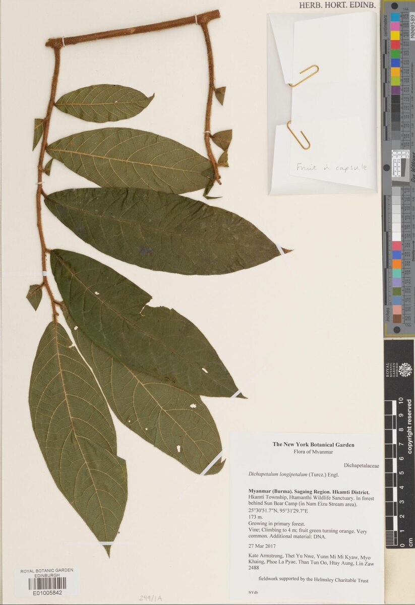 Dichapetalum longipetalum
