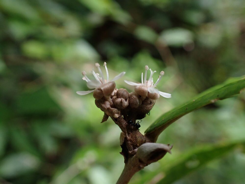 Dichapetalum pallidum — photo