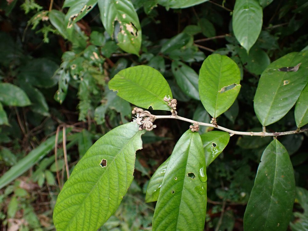 Dichapetalum pallidum — photo