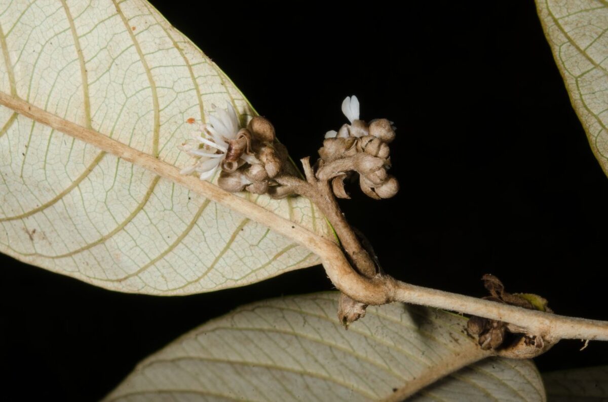Dichapetalum pallidum