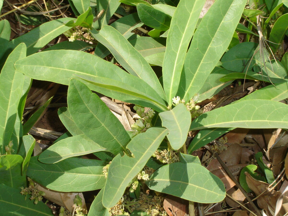 Dichapetalum spp. — photo