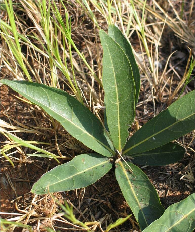 Dichapetalum spp. — photo