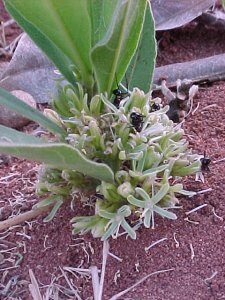 Dichapetalum spp.