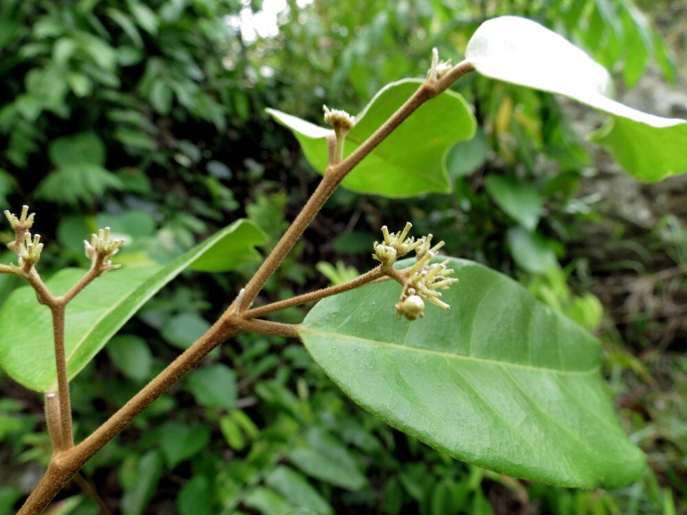 Dichapetalum timoriense — photo