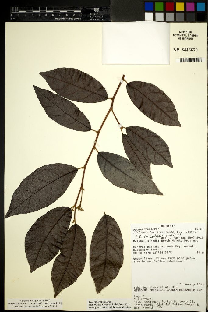 Dichapetalum timoriense — photo
