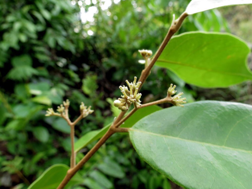 Dichapetalum timoriense