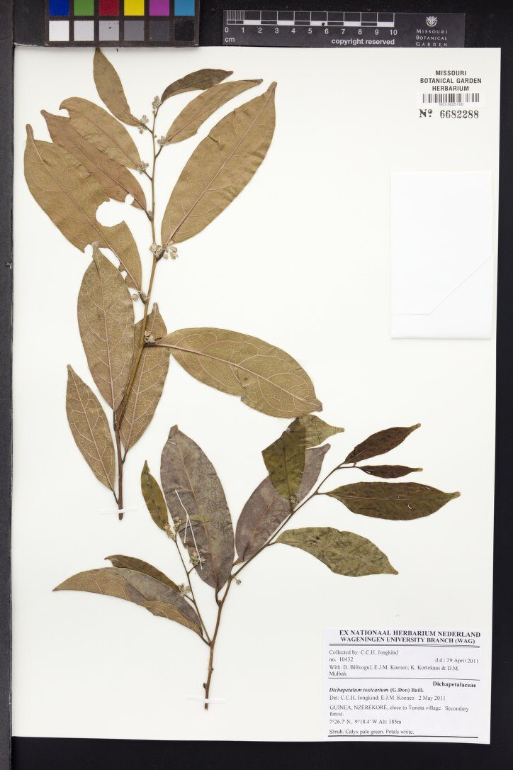 Dichapetalum toxicarium (Rat's bane) — photo