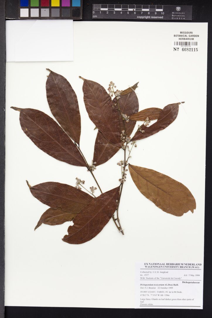Dichapetalum toxicarium (Rat's bane) — photo