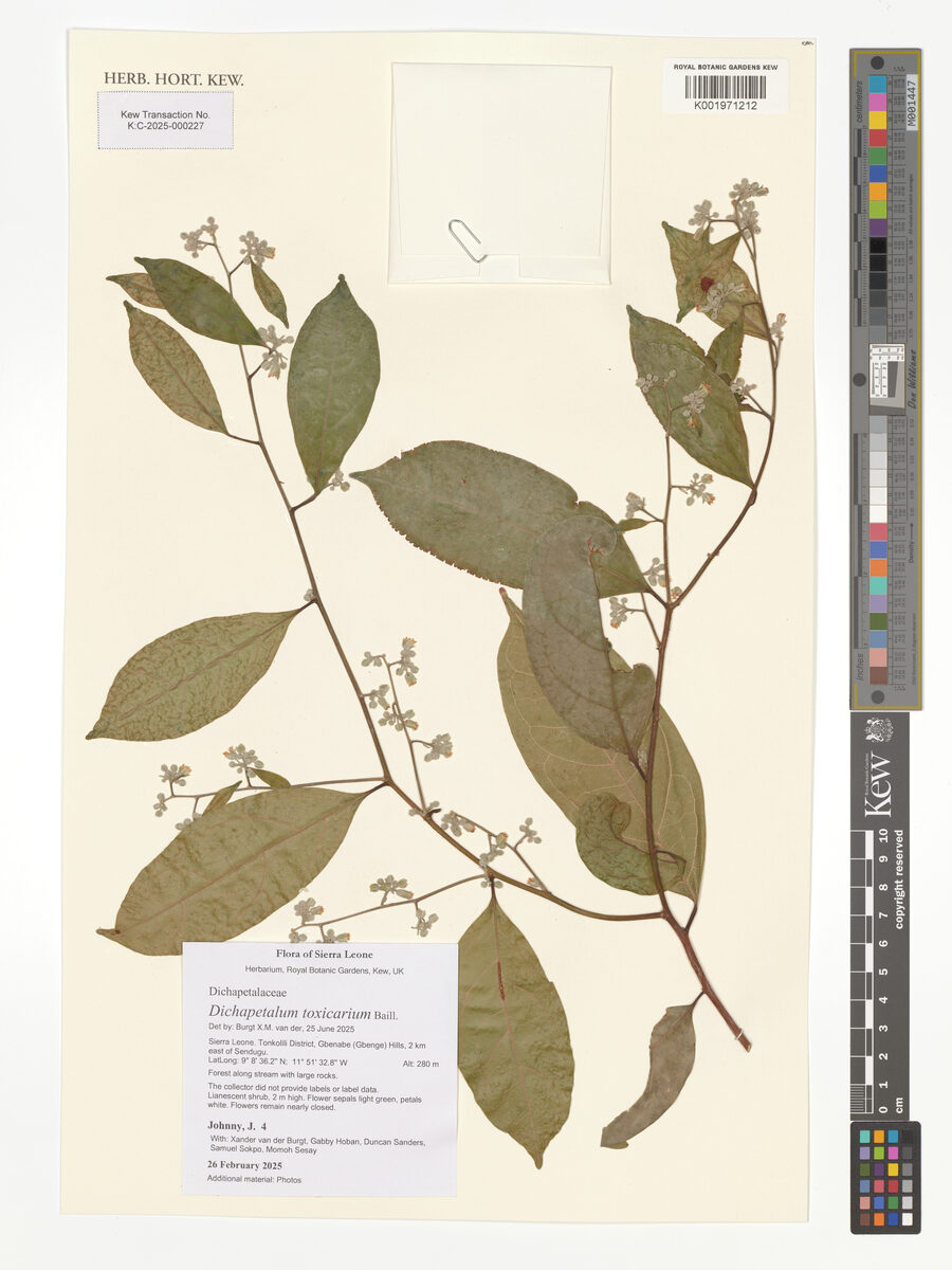 Dichapetalum toxicarium
