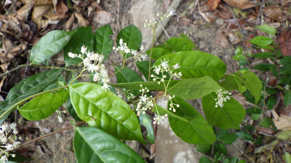 Dichapetalum zenkeri — photo