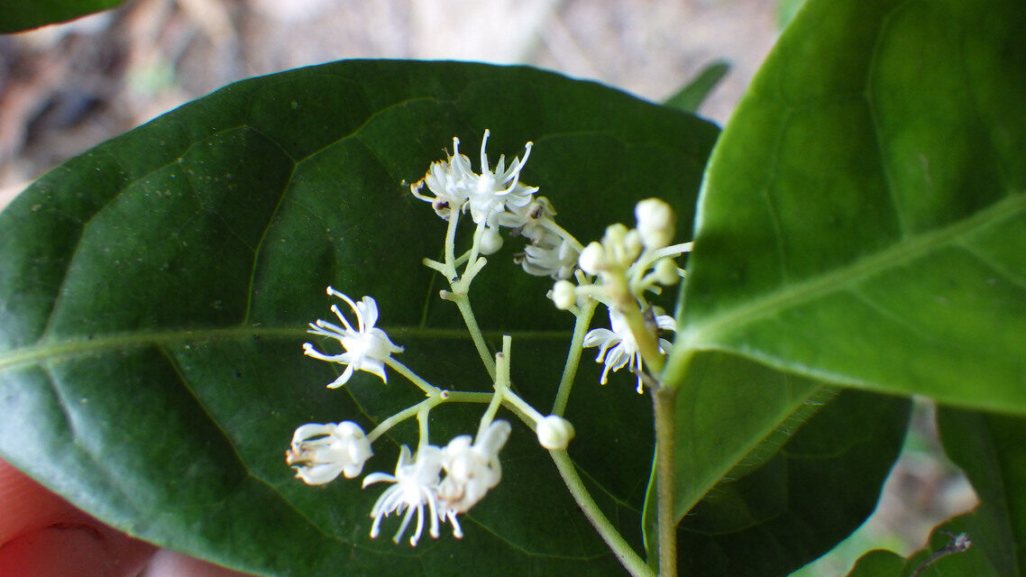 Dichapetalum zenkeri — photo