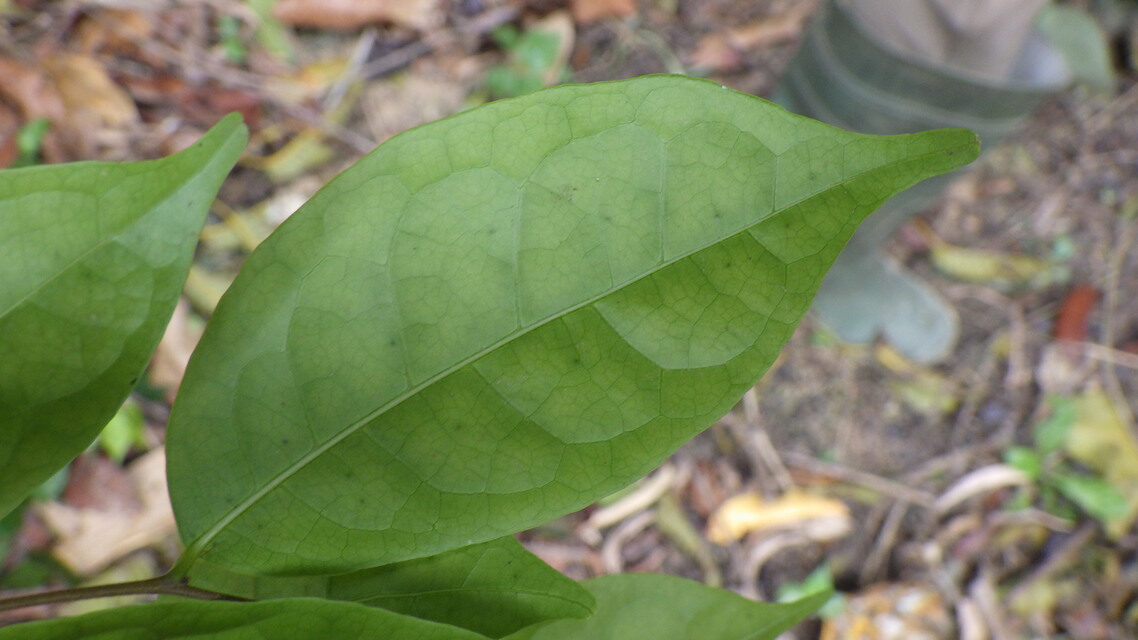 Dichapetalum zenkeri