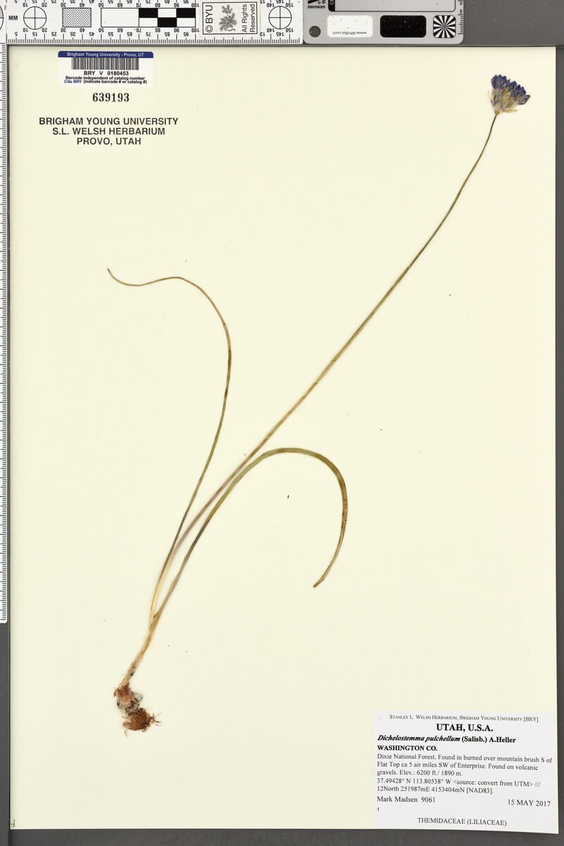 Dichelostemma pulchellum - (Salisb.)Heller. (Wild Hyacinth) — photo