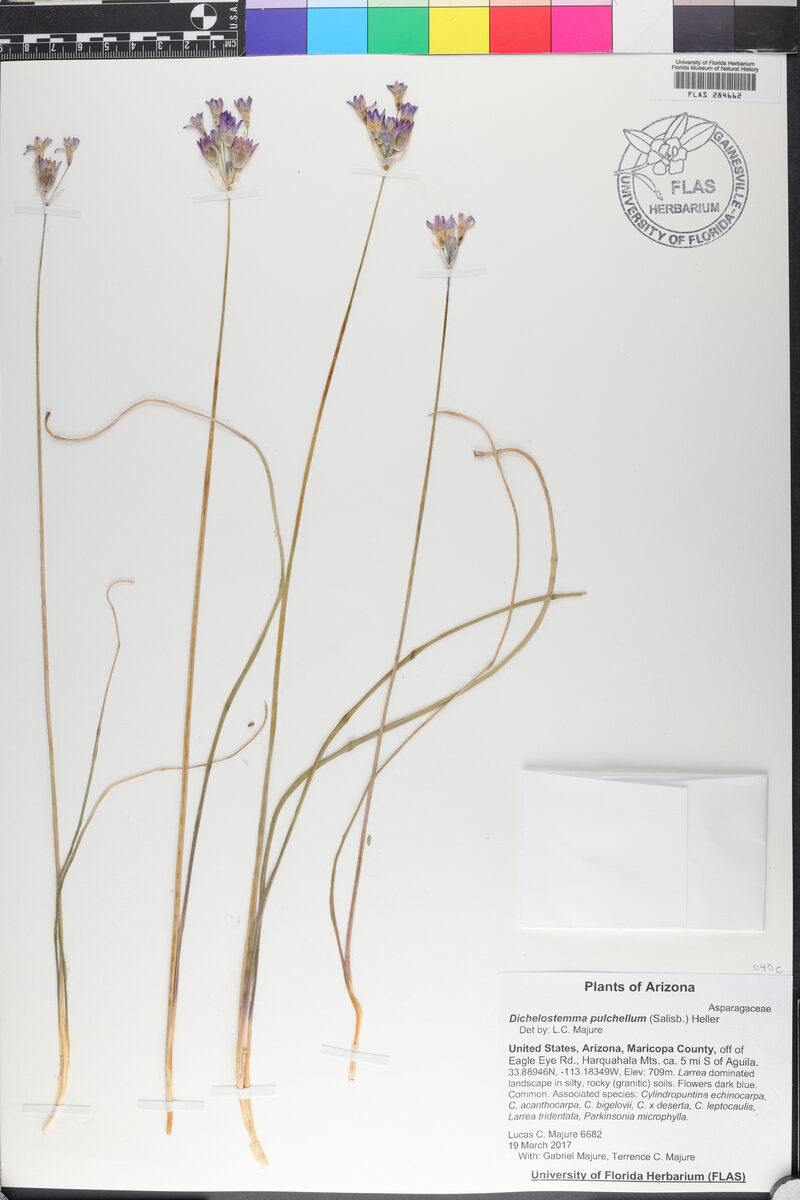 Dichelostemma pulchellum - (Salisb.)Heller.