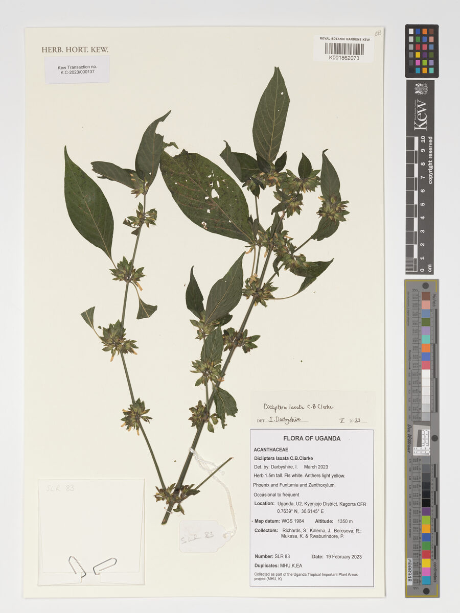 Dicliptera laxata