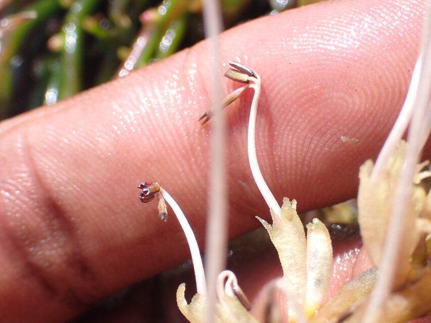 Dicraeanthus africanus
