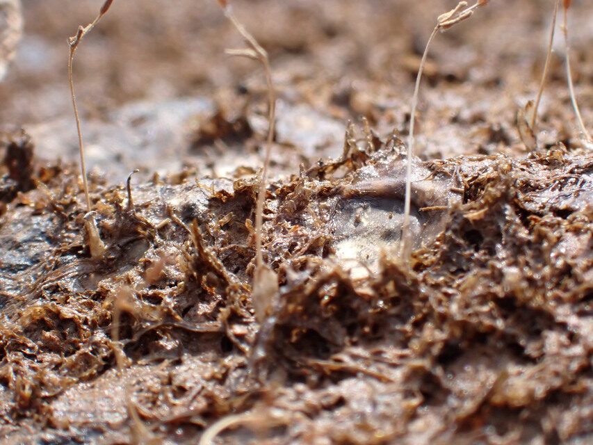 Dicraeanthus sp — photo