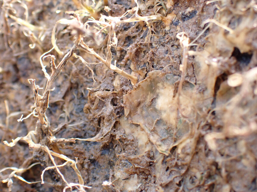 Dicraeanthus sp — photo