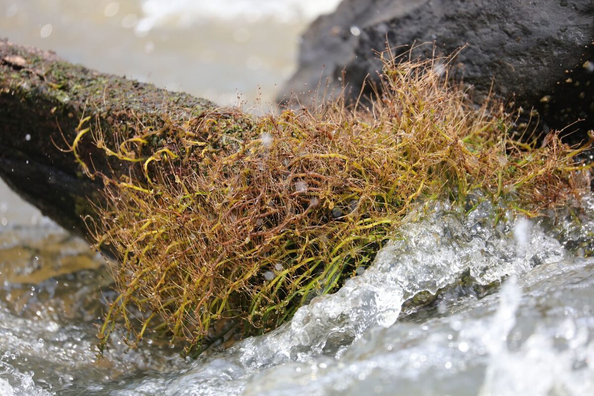 Dicraeanthus sp