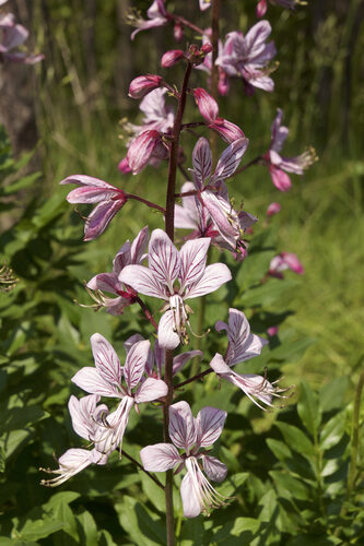 Dictamnus albus (Burning Bush) — photo