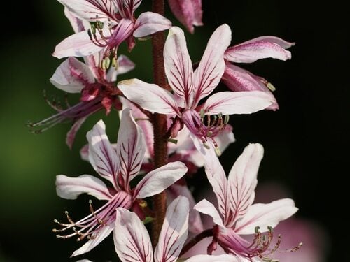 Dictamnus albus