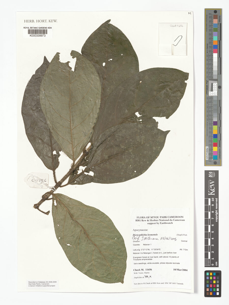 Dictyophleba leonensis (Witch vine) — photo