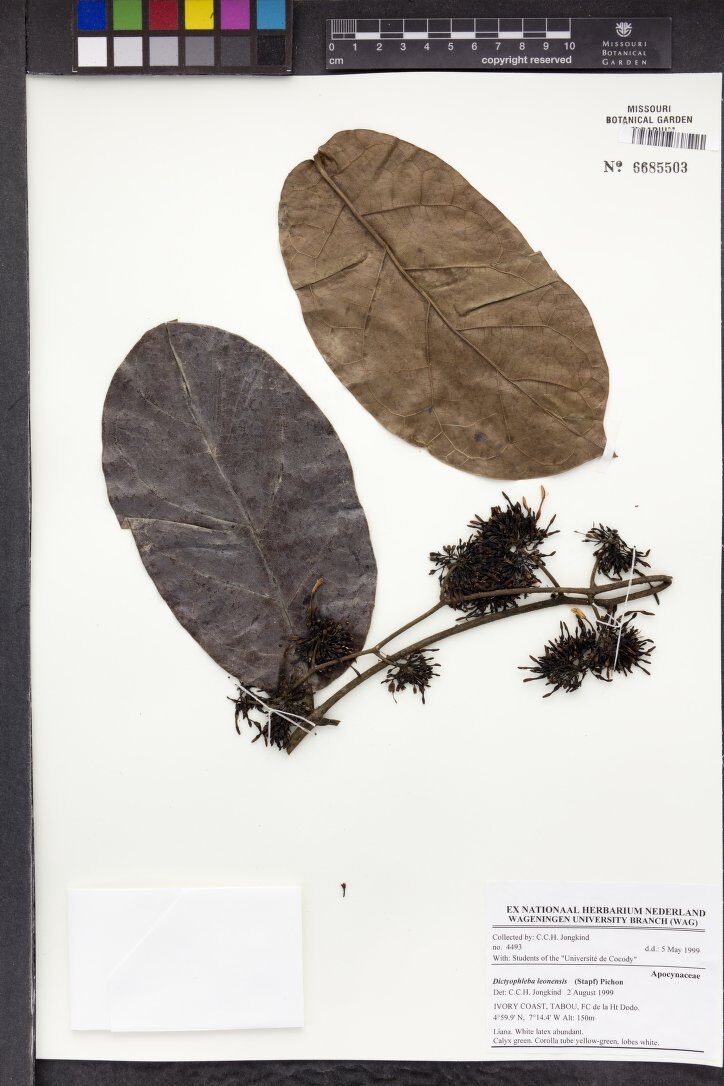 Dictyophleba leonensis (Witch vine) — photo