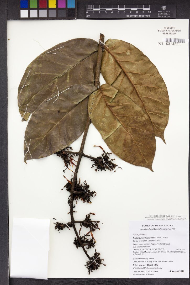 Dictyophleba leonensis