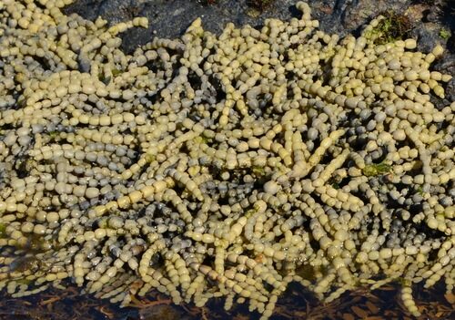 Dictyopteris acrostichoides (Brown algae) — photo