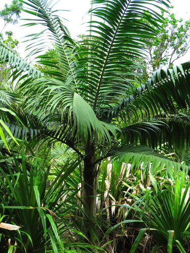 Dictyosperma album (Princess palm) — photo