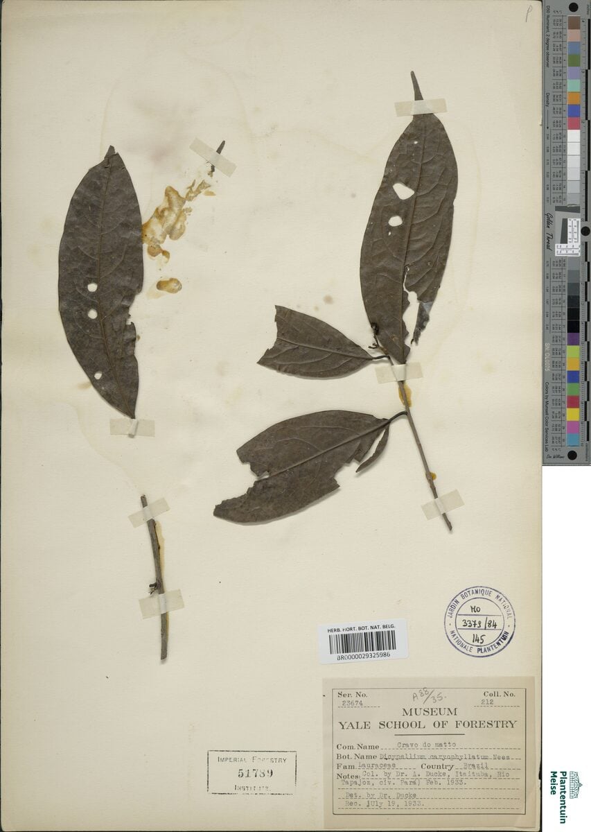 Dicypellium caryophyllatum (Brazil clove) — photo