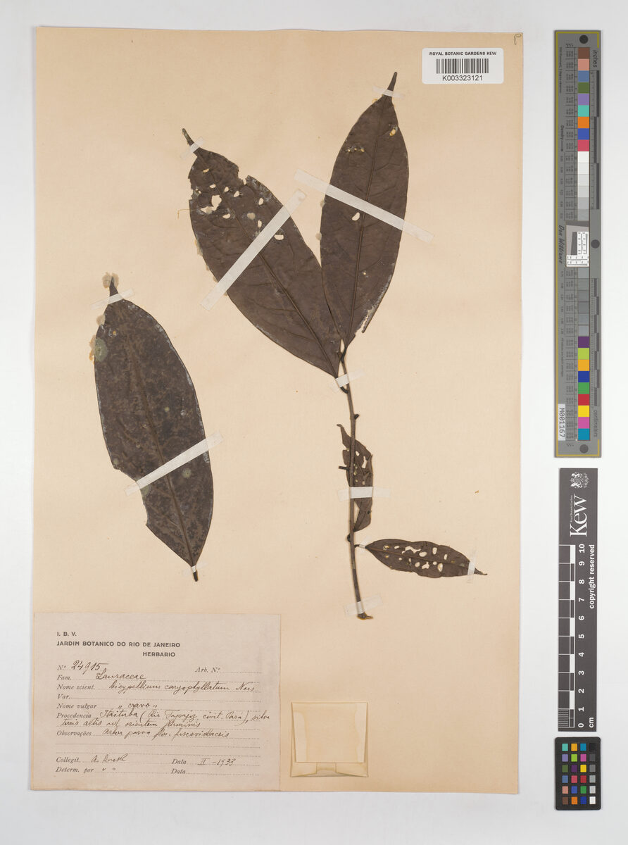 Dicypellium caryophyllatum (Brazil clove) — photo