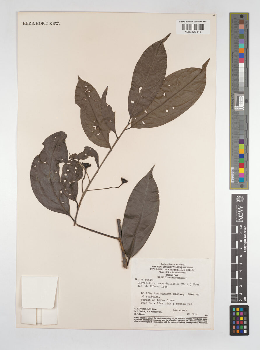 Dicypellium caryophyllatum