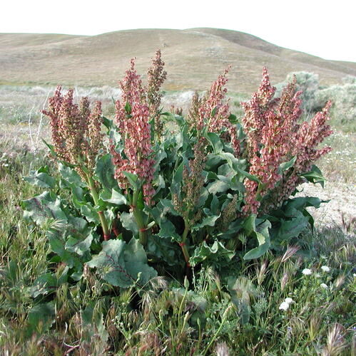 Digera muricata (Wild rhubarb) — photo