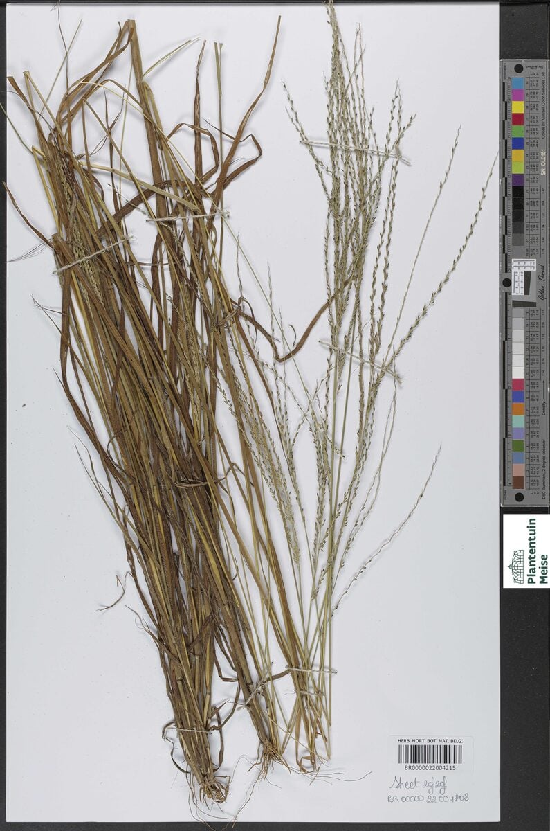Digitaria delicatula — photo