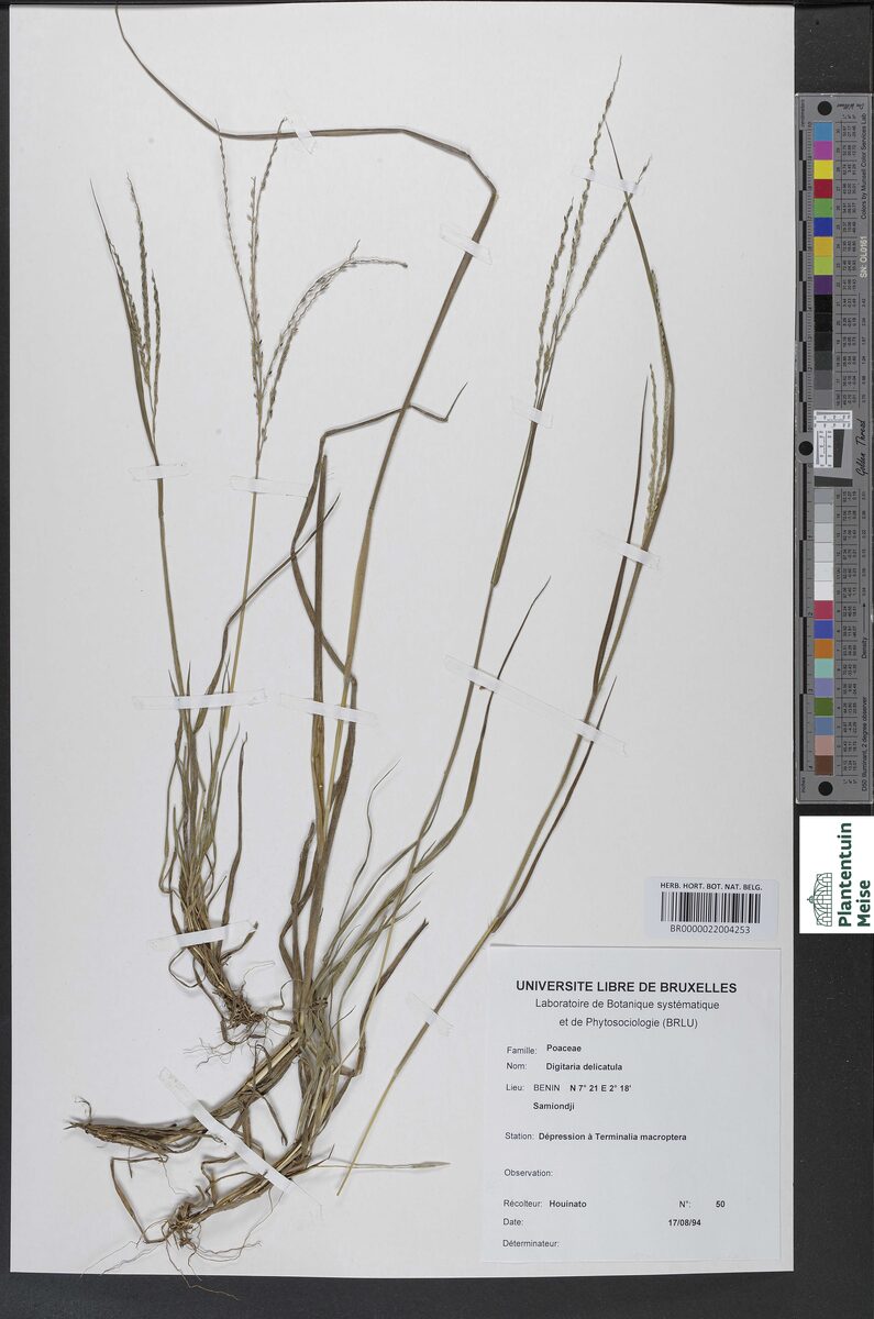 Digitaria delicatula — photo
