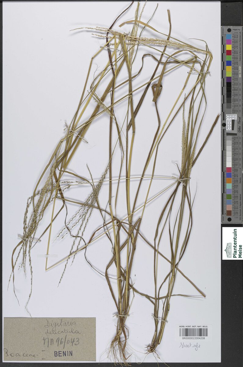 Digitaria delicatula