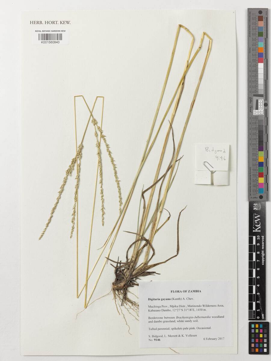 Digitaria gayana (Annual purple fingergrass) — photo