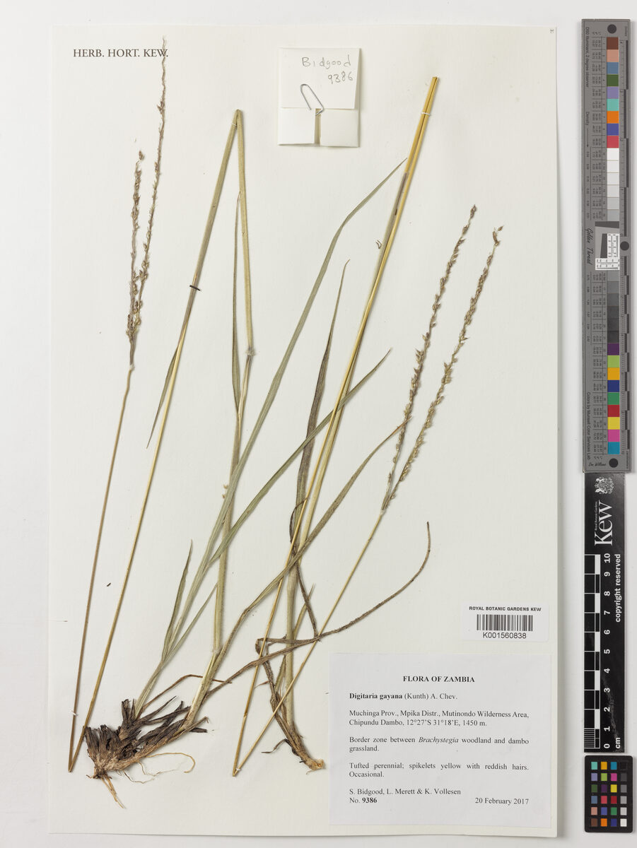 Digitaria gayana (Annual purple fingergrass) — photo