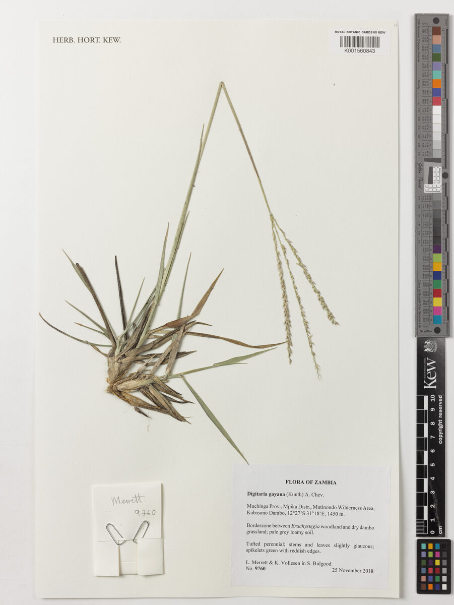 Digitaria gayana