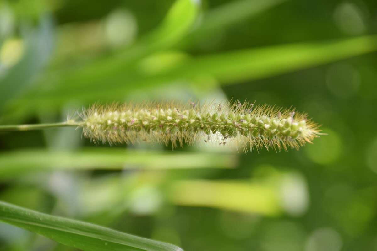 Digitaria iburua (Black acha) — photo
