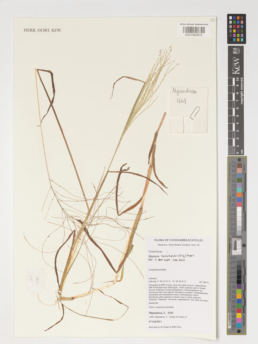Digitaria leptorhachis — photo