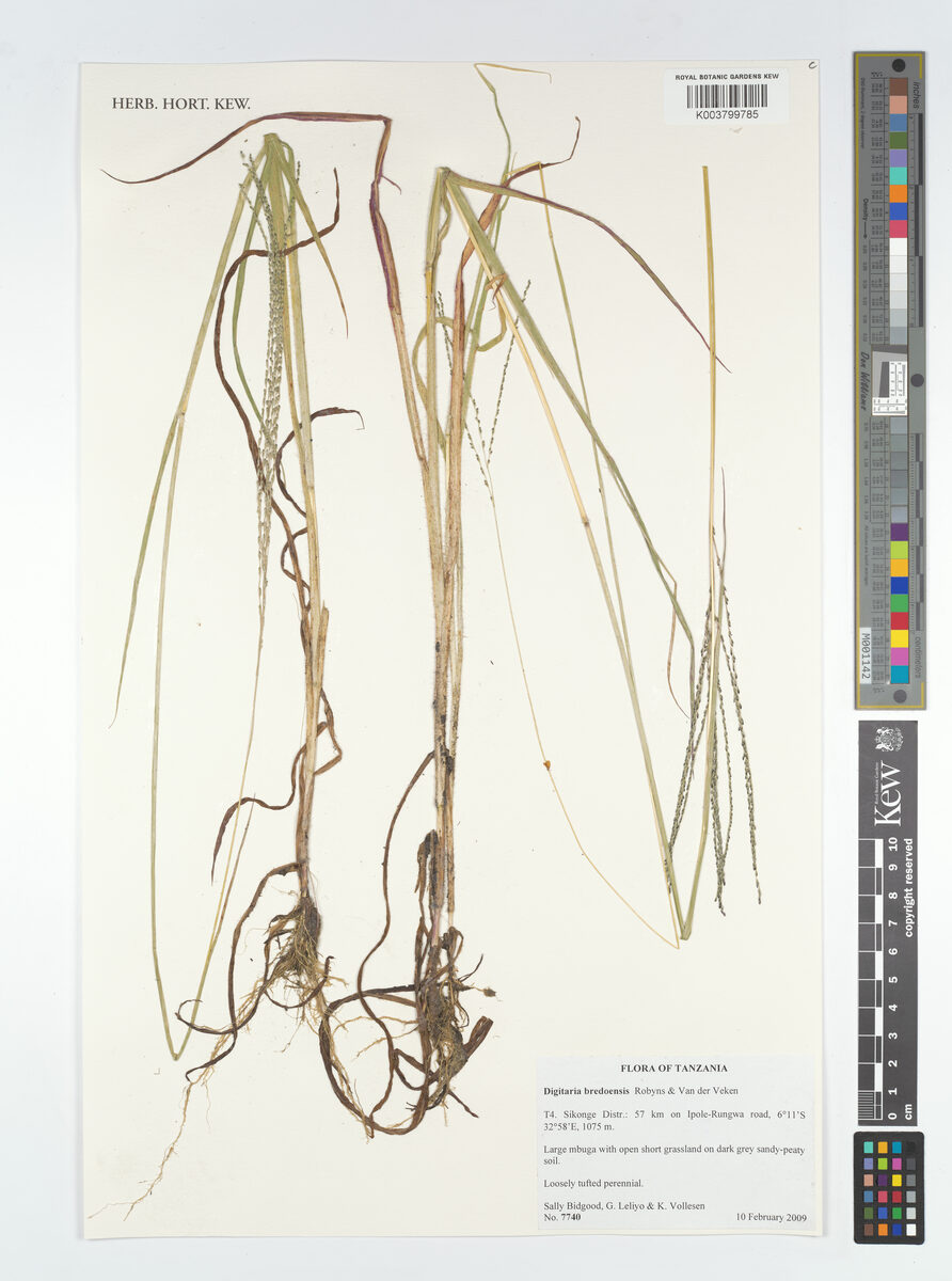 Digitaria leptorhachis — photo