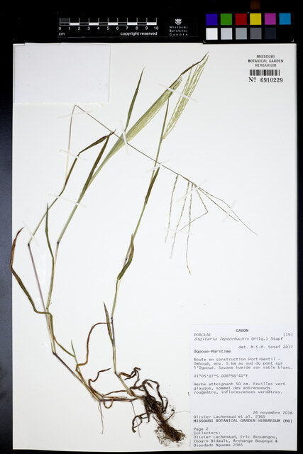 Digitaria leptorhachis